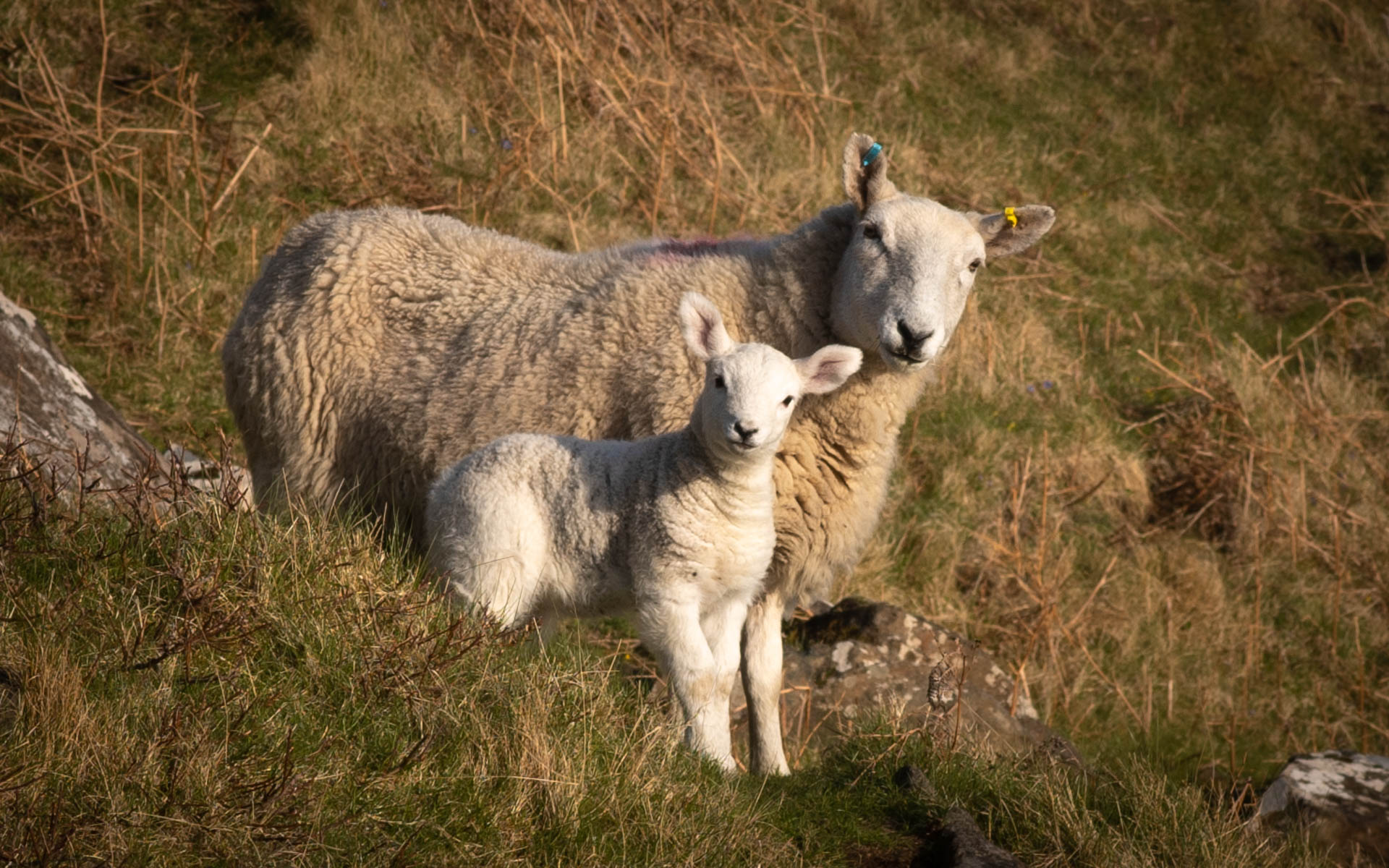 Lamb with Mother Sheep at the Isle of Skye