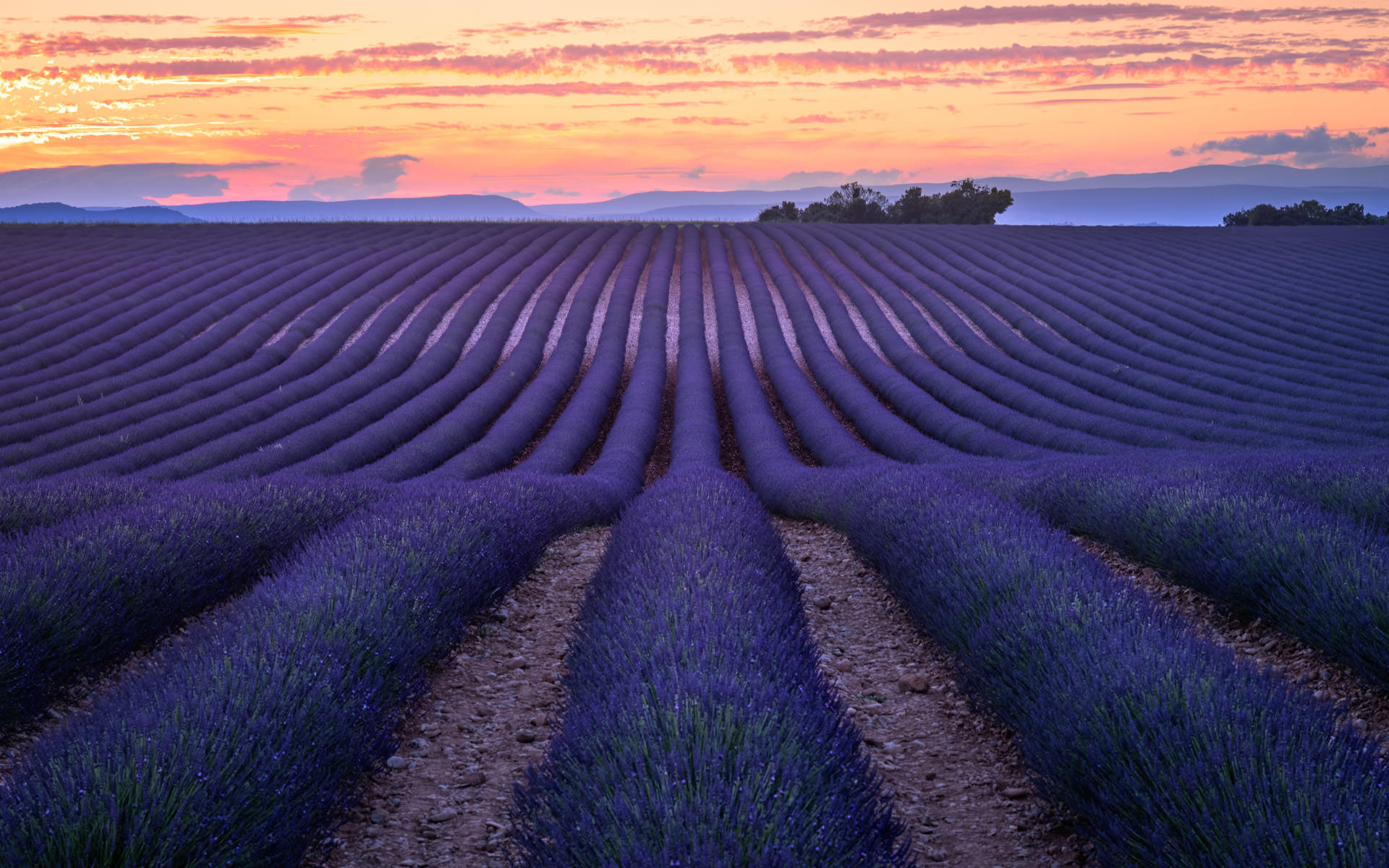 Lavender in Valensole - Landscapes of Provence