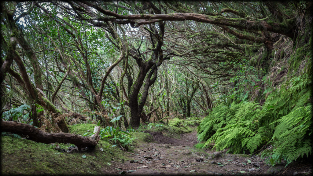 Living Forest next to Taganana.