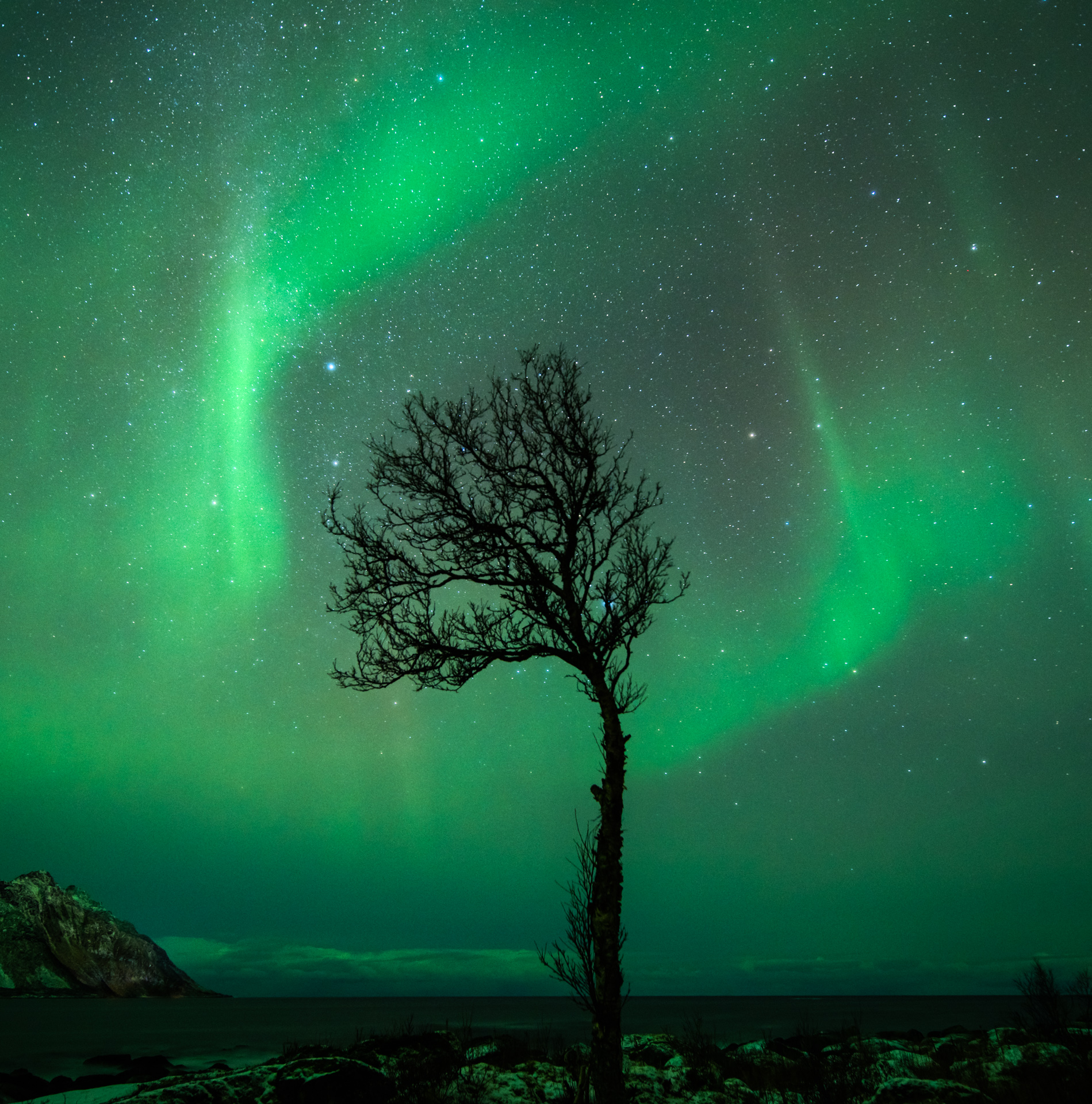 Tree and Northern Lights at Senja in Norway